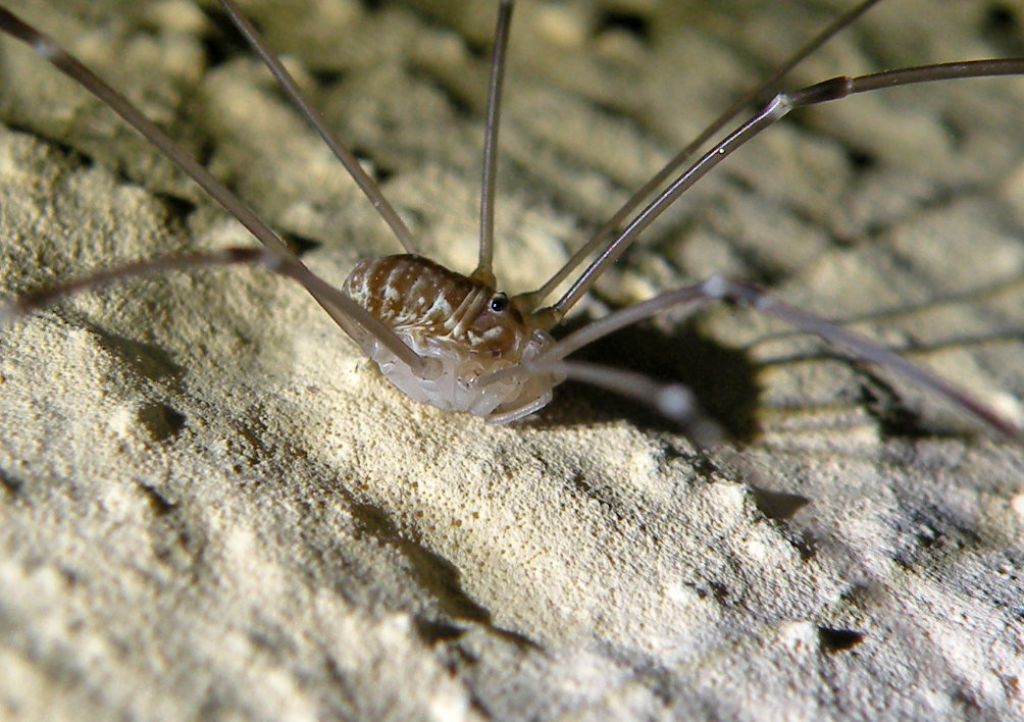 Opilione di notte: Amilenus aurantiacus, femmina (Phalangiidae)